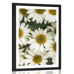 Plakat s paspartujem zdravilni cvetovi kamilice - 20x30 silver