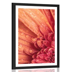 Plakat s paspartujem oranžna gerbera s kapljicami vode - 30x45 no frame