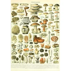 Grafika - Puzzle Ilustracija Larousse: Gobe - 1 000 kosov