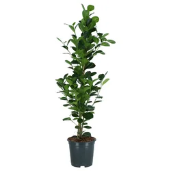 FICUS MICROCARPA Biljka u saksiji, Ficus microcarpa, 19 cm