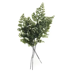Stabilizirana praprot - Adiantum