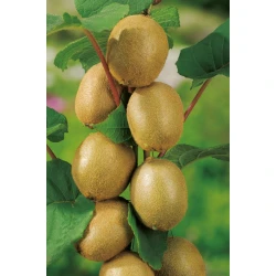 GROW by OBI Kivi višina pribl. 90 cm lonec 18 l Actinidia chinensis