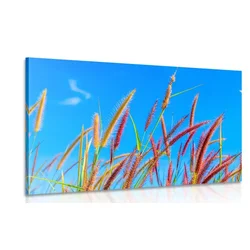 Slika divja trava pod modrim nebom - 40x30