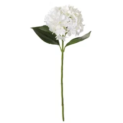 Shishi Bela hortenzija 66 cm