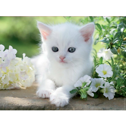 Ravensburger - Puzzle White Kitten - 1 500 kosov