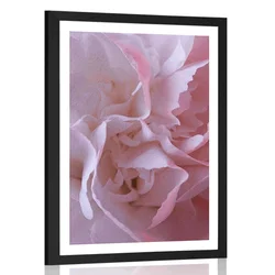Plakat s paspartujem nageljnovi cvetovi - 20x30 silver