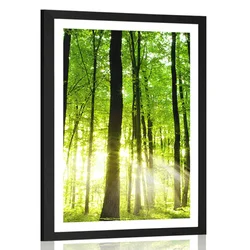 Plakat s paspartujem sveži zeleni gozd - 30x45 black