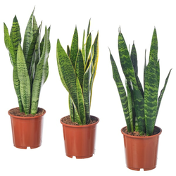 SANSEVIERIA TRIFASCIATA Biljka u saksiji, svekrvin jezik, 14 cm