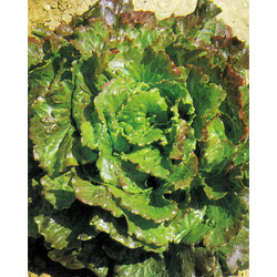 SOLATA CANASTA BIG PACK 15gr