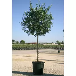 Olea Europaea Copa, 1m