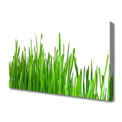 tulup.si Slika na platnu Grass nature rastlin 120x60 cm