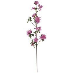 Shishi Roza azaleja 105 cm