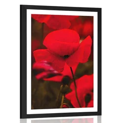 Plakat s paspartujem polje divjega maka - 40x60 no frame