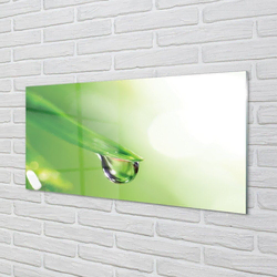 tulup.si Slika na steklu Drop listov sonce 100x50 cm 4 obešalnika