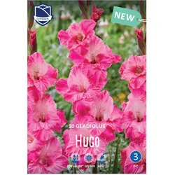 Čebulice Gladiola Hugo, 10 kosov