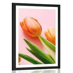 Plakat s paspartujem elegantni tulipan - 20x30 no frame