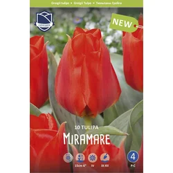 Čebulice tulipan Miramare, 10 kosov