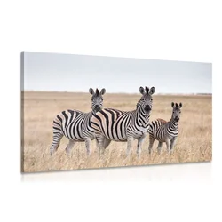Slika tri zebre v savani - 120x80