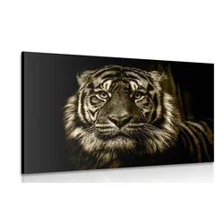 Slika tiger v sephia izvedbi - 150x100