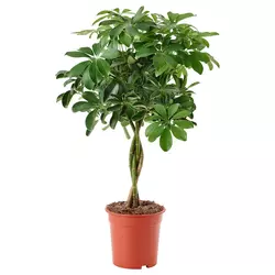 SCHEFFLERA ARBORICOLA Biljka u saksiji, šeflera/uvijena stabljika, 19 cm