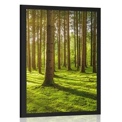 Plakat jutro v gozdu - 60x90 no frame