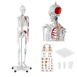shumee Anatomski model človeškega okostja 180 cm + Anatomski plakat