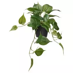 FEJKA Veštačka biljka u saksiji, unutra/spolja zlatna puzavica/viseće, 12 cm