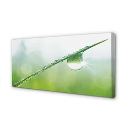 tulup.si Slika na platnu Drop trava makro 120x60 cm