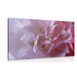 Slika nageljnov cvet - 40x30