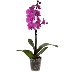 Ocean Orchids Orhideja Phalaenopsis 1-stebelna O lončka 12 cm