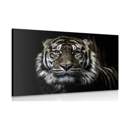 Slika tiger - 40x30