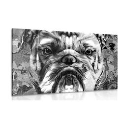 Slika buldog v črnobeli izvedbi - 60x40