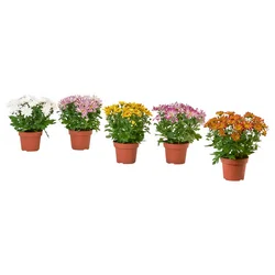CHRYSANTHEMUM Biljka u saksiji, hrizantema odabrane boje, 15 cm