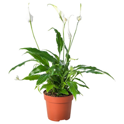 SPATHIPHYLLUM Zasađena biljka, spatifil, 12 cmPrikaži specifikacije mera