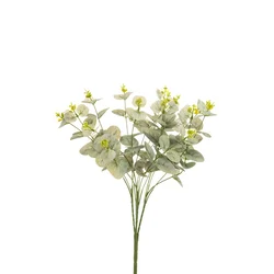 Eucalyptus grm 47 cm - 25 do 50 cm
