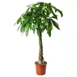 PACHIRA AQUATICA Biljka u saksiji, vodeni kesten, 27 cm
