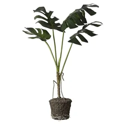 Lene Bjerre Monstera z žogo FLORA 60x45x86 cm
