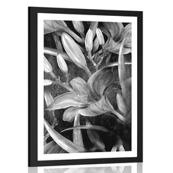 Plakat s paspartujem cvetoča lilija v črnobeli varianti - 30x45 silver