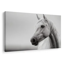 Slika beli konj v megli - 150x100