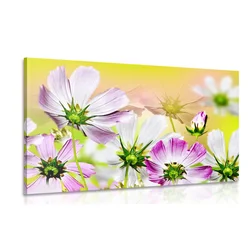 Slika poletni cvetovi - 120x80