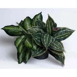 Vestacke biljke mix sirina - 42cm visina - 40cm