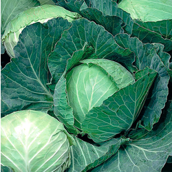 Seme za povrće - 10 kesica - Kupus ditmar Villager 004314