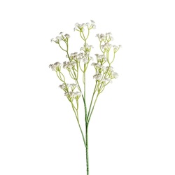 GIPSOFILA