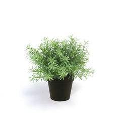 Rožmarin grm 22 cm v črnem lončku - zelena - do 25 cm