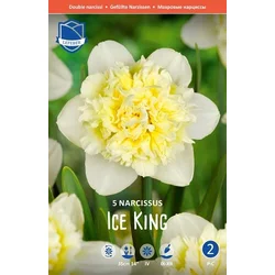 Čebulice narcise Ice King, 5 kosov