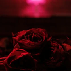The Paper Kites - Roses (Limited Edition) (Cherry Bomb Coloured) (LP)