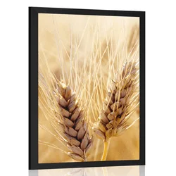 Plakat pšenično polje - 20x30 white