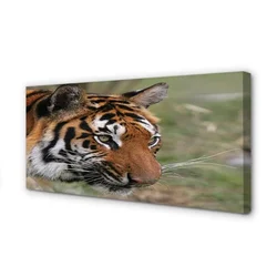 tulup.si Slika na platnu Tiger woods 140x70 cm