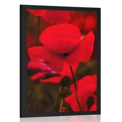Plakat polje divjega maka - 30x45 no frame
