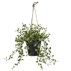 Veštačka Biljka 31cm Mühlenbeckiaampel Ii